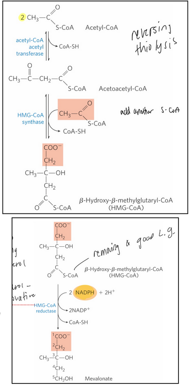 <p>synthesis of mevalonate from acetate </p><ol><li><p><span style="background-color: transparent;"><strong>acetyl-CoA acetyl transferase</strong> = catalyzes the condensation of two acetyl-CoA molecules</span></p></li><li><p><span style="background-color: transparent;"><strong>HMG-CoA synthase</strong> = catalyzes the condensation of acetyl-CoA with acetoacetyl-CoA to form 𝛽-hydroxy-𝛽-methylglutaryl-CoA (HMG-CoA)</span></p></li><li><p><span style="background-color: transparent;"><strong>HMG-CoA reductase</strong> = an integral membrane protein of the smooth ER that catalyzes the reduction of HMG-CoA to mevalonate</span></p><ol><li><p><span style="background-color: transparent;">The major point of regulation on the pathway to cholesterol</span></p></li><li><p><span style="background-color: transparent;">Catalyzes the committed step&nbsp;</span></p></li><li><p><span style="background-color: transparent;">Requires 2 molecules of NADPH</span></p></li><li><p><span style="background-color: transparent;">Enzyme is inhibited by statin</span></p></li></ol></li></ol><p></p>
