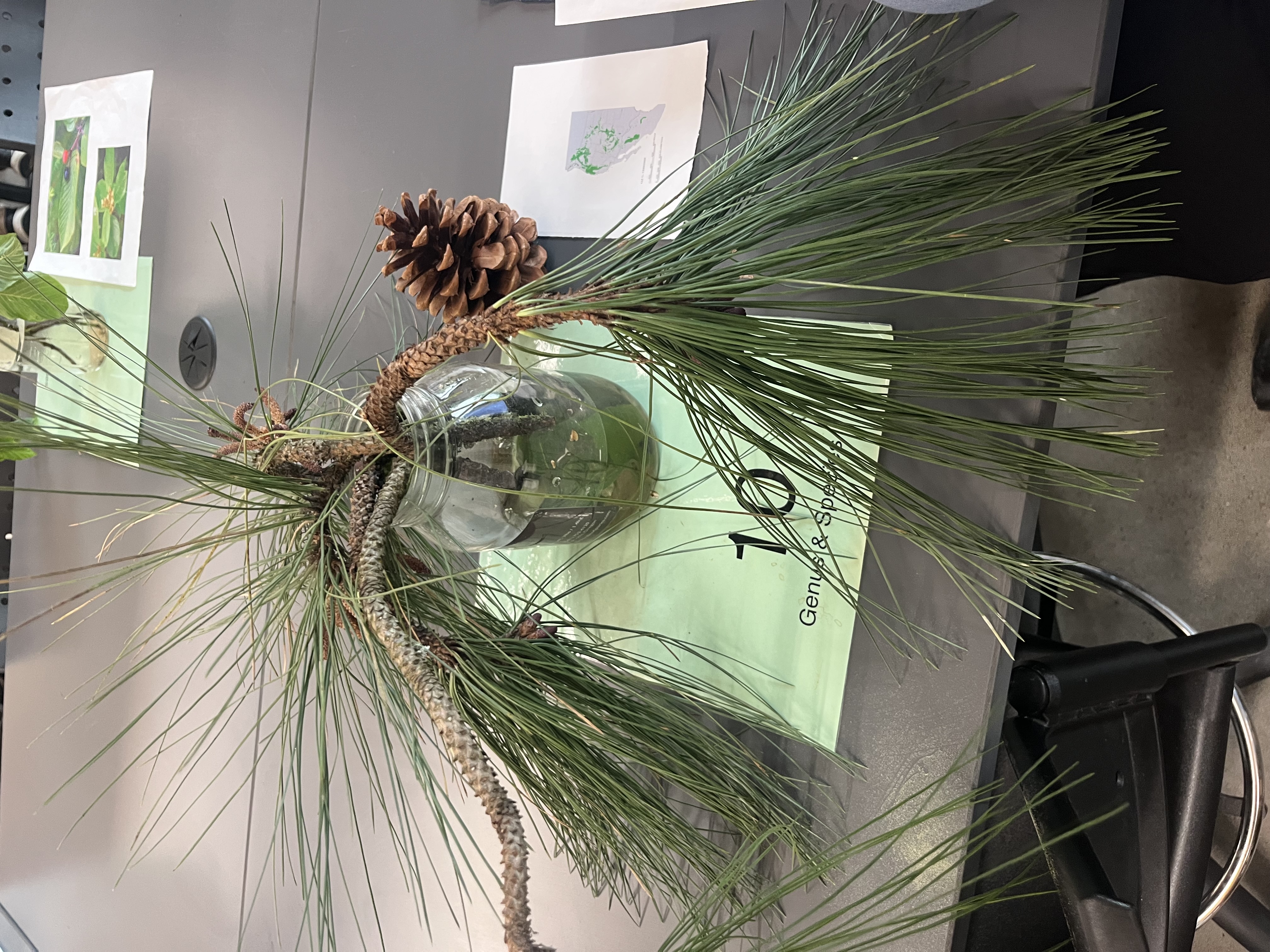 <p>5-10” long needles. oval and prickly cones. connection point on tree limb sticks out. </p>