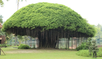 <p>what kind of root&nbsp;</p>