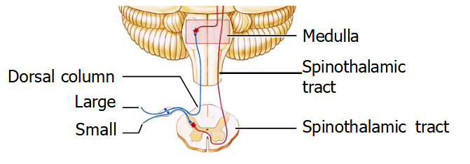 <p>Carry signals from the sensory receptors to the CNS</p><p>Two main types.</p><p>Small fibers</p><ul><li><p>Small fibers include the C and A delta fibers and come from free nerve endings.</p><ul><li><p>C fibers are unmyelinated → no conducting sheath so produce slow action potentials at 2 m/s</p></li><li><p>The A delta fibers are thicker and myelinated → can conduct faster action potentials at 30 m/s.</p></li><li><p>They respond to different adequate stimuli</p></li></ul></li><li><p>Small fibers carry information about things like pain and temperature → enter spinal cord → synapse onto secondary order neurons at dorsal horn → axons cross the midline → ascend contralaterally in the spinothalamic tracts, located in lateral part of the spinal cord. </p></li><li><p>evoke simple responses to specific stimuli like moving your hand when you feel something hot, shooing a bug away.</p></li><li><p>can be handled in the spinal cord, without immediate input from the brain</p></li></ul><p>Large fibers</p><ul><li><p>Large fibers include A Beta fibers and come from Merkel disks or encapsulated mechanoreceptors such as Meissner or Pacinian corpuscles</p><ul><li><p>Myelinated and very fast signal conduction at 70 m/s</p></li></ul></li><li><p>Large fibers carry information from your mechanoreceptors → go up the spinal cord ipsilaterally (go up the same side that the entered) → at the spinal cord, they turn upwards → go through dorsal columns → at the medulla, synapse into secondary order neurons → axons cross the mid line contralaterally (go the the opposite side) → somatosensory cortex. </p></li><li><p>provide feedback to the brain, especially to motor cortex, as it manipulates objects</p></li><li><p>Their information has to travel a long way (up to the brain) quickly</p></li></ul><p></p>