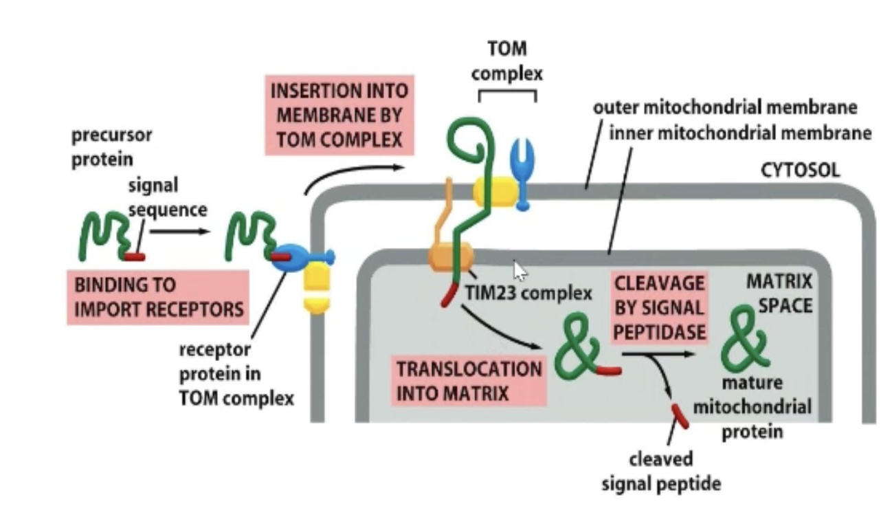 <p>Thread the protein across the mitochondrial membrane! Require the protein to be unfolded</p><p>TOM (translocase of outer mitochondrial membrane) </p><p>TIM (translocase of inner mitochondrial membrane) complexes </p><ul><li><p>TIM23 and TIM22</p></li></ul><p></p>