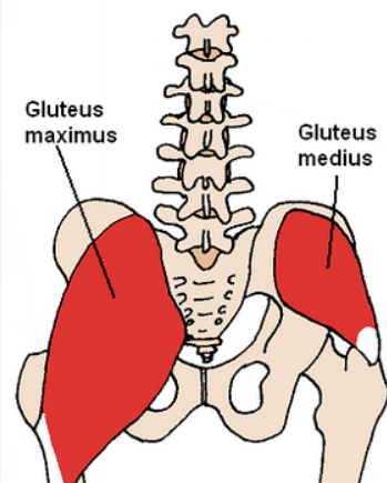 <p>Gluteus Medius</p>