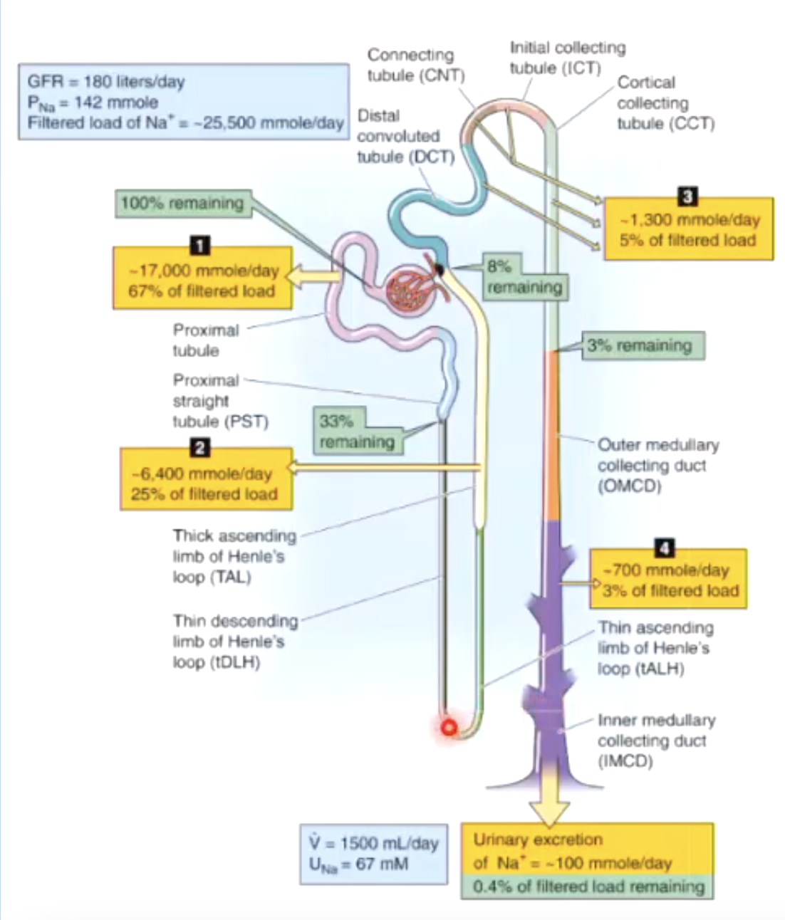 <p>target starting at thick ascending limb of Henle’s loop (TAL) and after because the portion before that (proximal tubule) reabsorbs too significant of a fraction of Na+ (67%). meds that target proximal tubule will mess up too much. </p>
