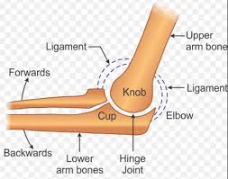 <p><strong>elbow, knees, ankles, phalanges </strong></p>