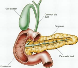 <p>Glandular organ producing several important hormones, including insulin (used to move glucose from the blood into tissues) and glucagon (used to mobilize glucose from the tissues to the blood) </p><p>Secretes pancreatic juice containing digestive enzymes that pass to the small intestine and break down many macromolecules.</p><p></p>