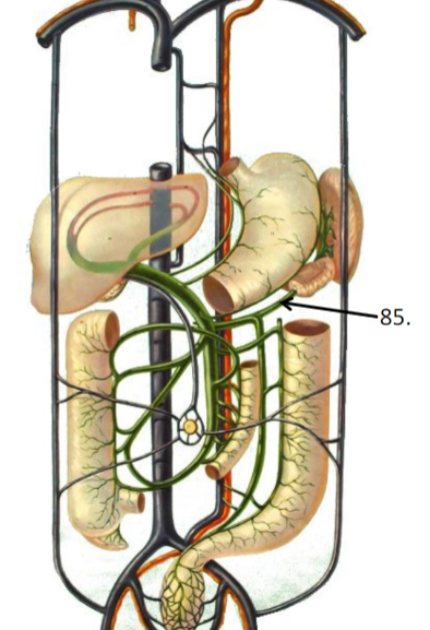 Name the vein under the liver 