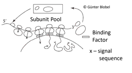 <p>It describes how secretory and membrane proteins are targeted to the endoplasmic reticulum. </p>
