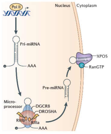 <p>An RNAse type 3 endonuclease that processes pri-miRNAs into 65 nt stem-loop precusor miRNAs (pre-miRNAs).</p><p>These have 5’ phosphate and 2 nt, 3’ overhang.</p>