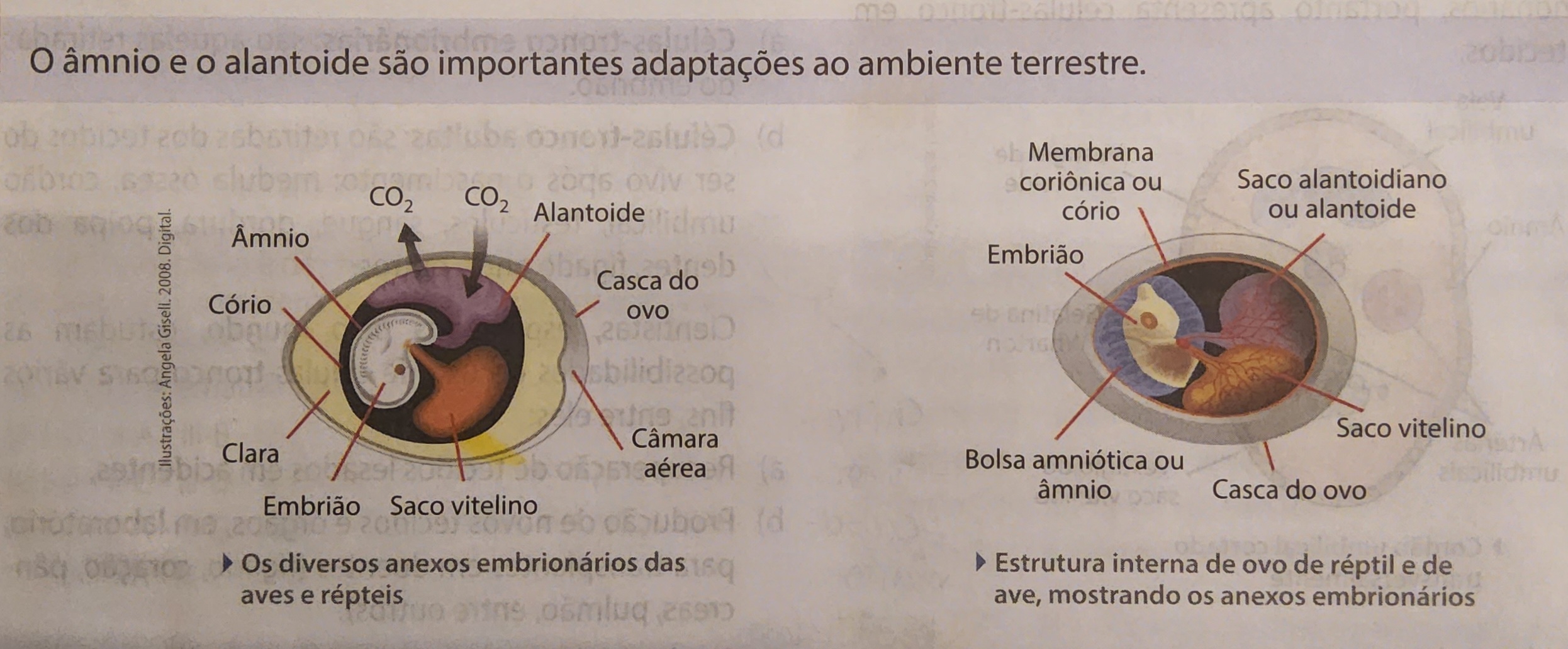 * proveniente da somatopleura (ectoderme e mesoderme)
* o cório se junta ao alantoide e forma o **alantocório**, em répteis, aves e monotremados → por isso é capaz de fazer trocas gasosas


* função;
  * revestimento
  * proteção
  * participação das trocas gasosas
* revestimento mais externo do embrião