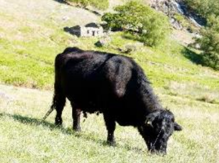 <p>What breed is this?</p>