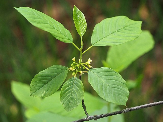 <p>rhamnacées</p>