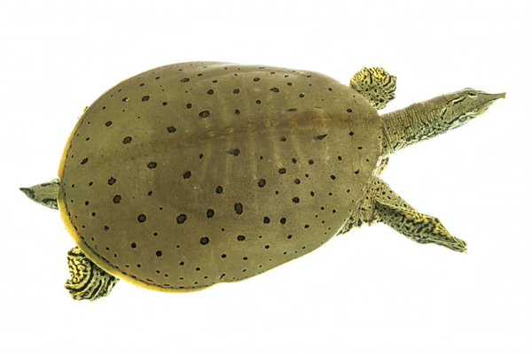 Trionychidae - Apalone spinitera