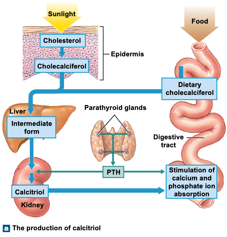 <p>Steroid hormone derived from vitamin D from the kidney, binds vitamin D to tissue in order to increase calcium levels </p>