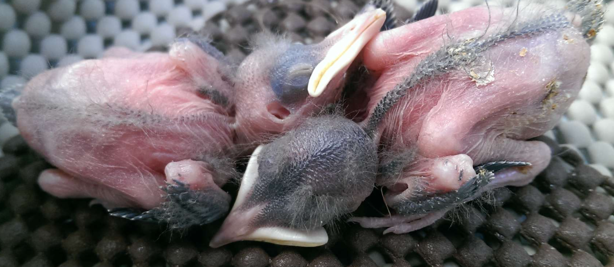 <p>the chick above is an example of (blank) because it hatches blind, fearless, and unable to thermoregulate </p>