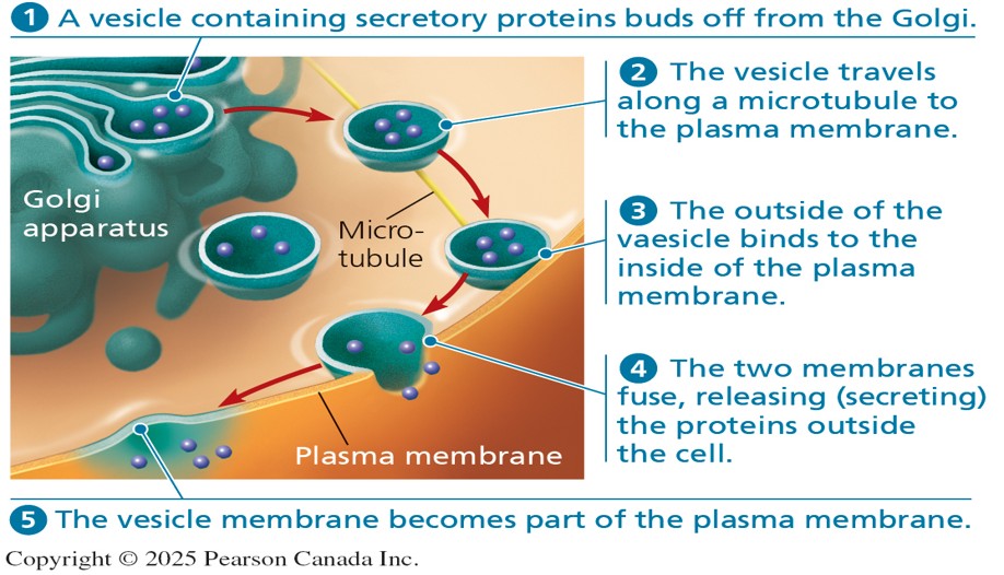 <p>Mechanism by which large molecules exit</p>