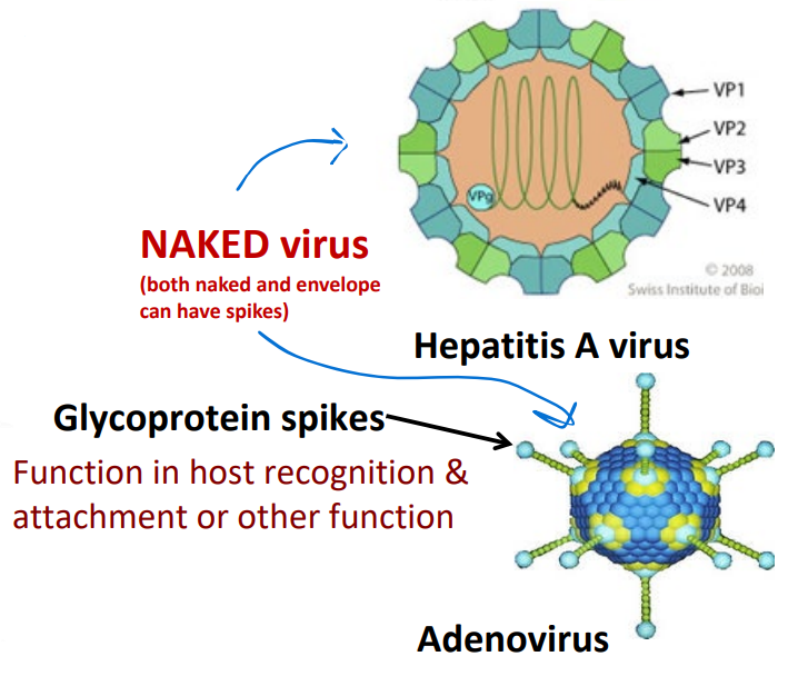 <p>Naked viruses</p>