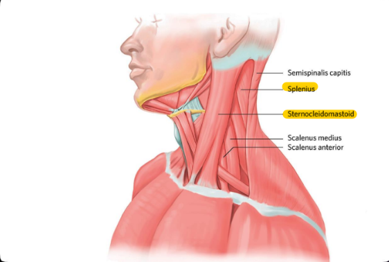 Origin: Sternum, clavicle

Insertion: Mastoid Process

Function: Flexes head side to side, rotates