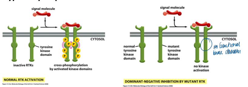 <p>a mutant receptor subunit can often dimerize with a normal receptor subunit and thereby perturb th efunction of its normal counterpart </p><ul><li><p>some mutant-WT heterodimeric complexes cannot cross-phosphorylate (ex of dom neg inhibition) </p></li><li><p>other mutant-WT heterodimeric complexes constantly cross phosphorylate in absence of a ligand (dom act) </p></li></ul><p></p>