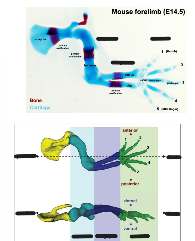 <p>What segments are tetrapod limbs created as</p>