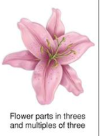 <p>flower</p>