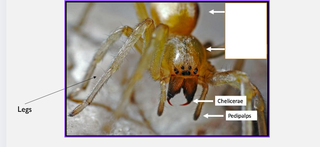 <p>Clawed appendages on either side of<strong> chelicerates</strong> mouth for<strong> food ripping</strong> and<strong> predation</strong></p><p><strong>Segment 1</strong></p>