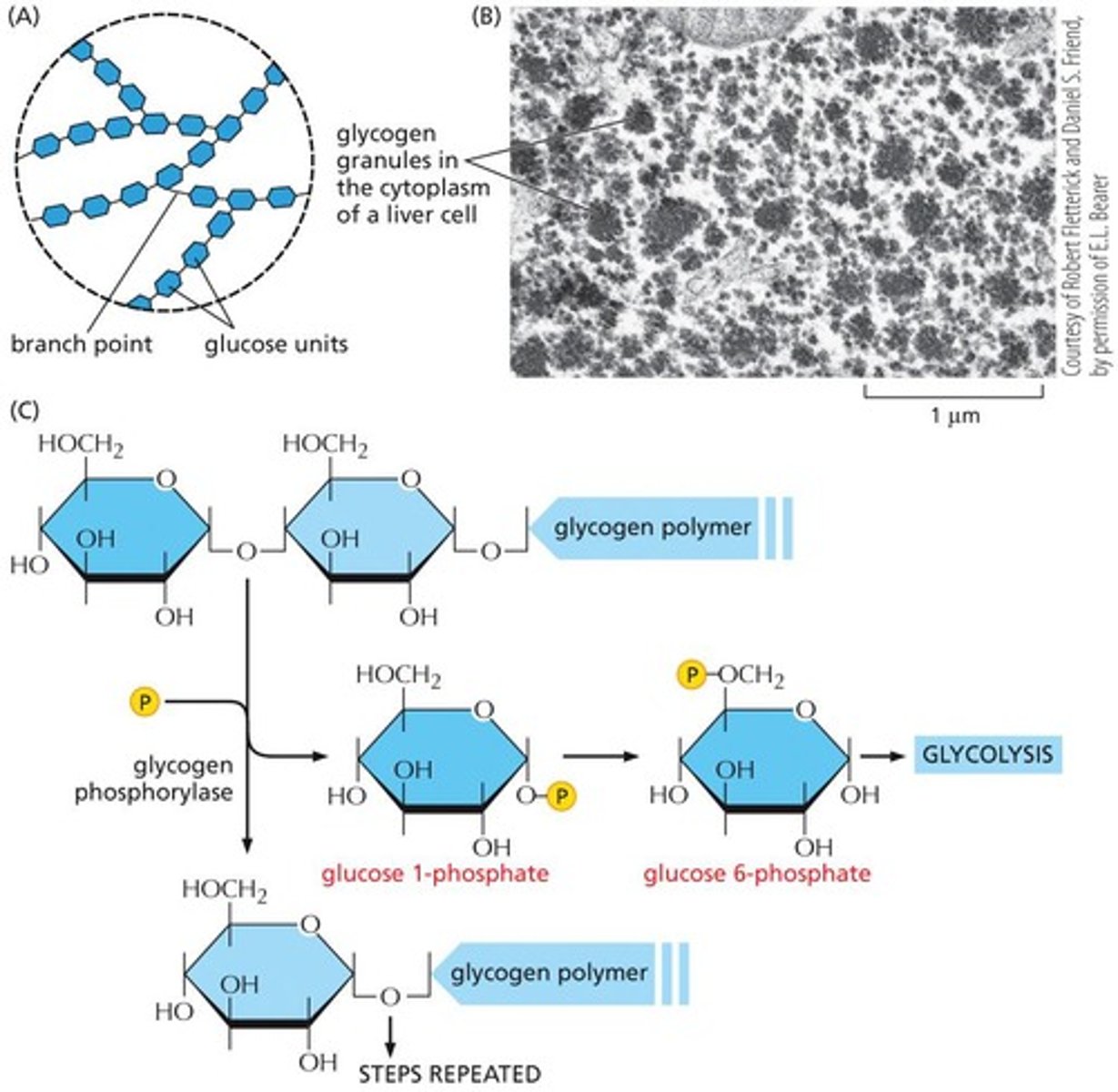 <p>Stored form of glucose in animal cells.</p>