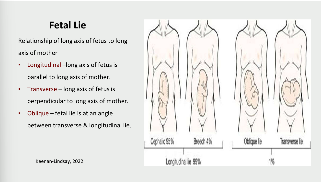 <ul><li><p>relationship of long axis of fetus to long axis of mother</p><ul><li><p>longitudinal - long axis of fetus is parallel to long axis of mother</p></li><li><p>transverse - long axis of fetus is perpendicular to long axis of mother</p></li><li><p>oblique - fetal lie is at an angle between transverse and longitudinal lie</p></li></ul></li></ul><p></p>