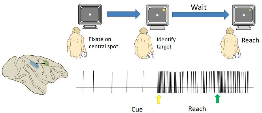 <p>Premotor neurons fire both during movements and during an imposed delay prior to the movement, suggesting they are involved in the planning and preparation to move.</p><ul><li><p>Active when thinking about what/how movement they will make</p></li></ul><p></p><p>(Note: M1 ONLY fires during movement - contralateral)</p>