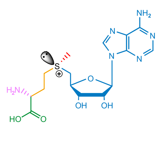 <p>Abbrev: SAM</p><p class="has-focus">Group Transfer: CH3</p><p class="has-focus">Vitamin: n/a</p>