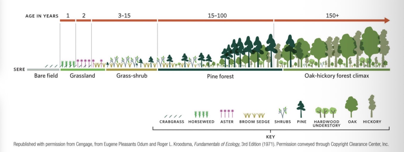<p><span><span>Abandoned farm still had some resources left (not completely barren) turned into a forest</span></span></p>