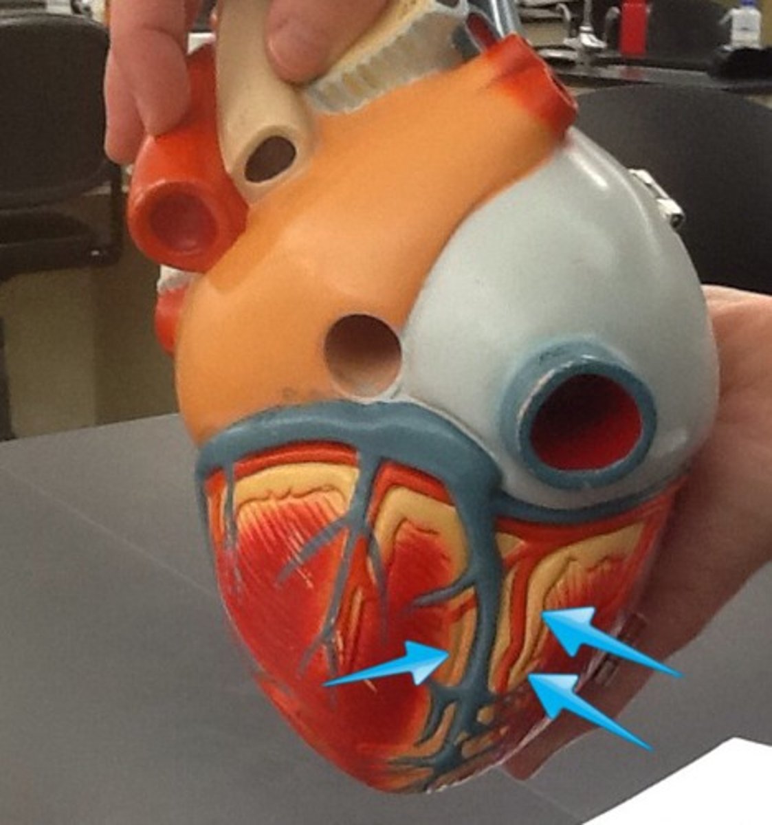 <p>marks the boundary between the ventricles posteriorly</p><p>Function: pathway posterior interventricular blood vessels</p>