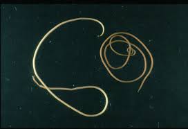 <p>-horsehair worm</p><p>-356 spp.</p><p>-aquatic adults </p><p>-juveniles parasitize hemocoels of arthropods </p><p>-insects, spiders, pillbugs, hermit crabs</p><p>-some have second invert host</p><p>-induce water finding behavior when ready to emerge</p><p>-cuticle, pseudocoelom, and longitudinal muscles </p><p>-vestigal digestive tract</p><p>-absorb nutrients, even as adults </p><p>-ventral nerve cord</p><p>-no organs for gas exchange, circulation, or excretion </p><p>-dioecious </p><p>-internal fertilization and oviparity </p><p>-nematomorph larva penetrates new host</p><p></p>