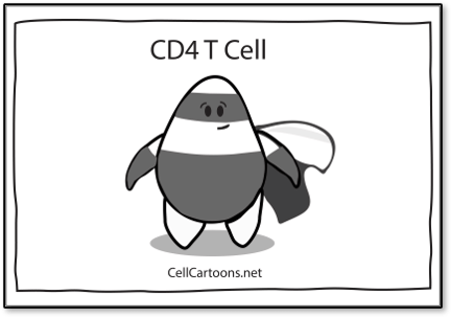 <p>- Most important cell in adaptive immunity</p><p>- Identify foreign antigens, signal activation of B cells and T cells</p><p>- If they aren't working properly there will be a decreased immune response (Ex. HIV, AIDS), could be virally infected, these cells may become hijacked</p><p>- Signal activation of: B-cells, Killer T-cells</p>