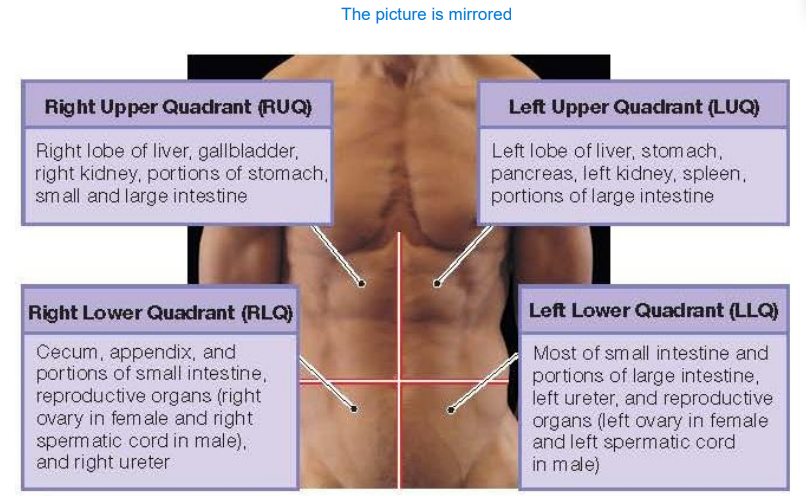 <p>RUQ. It contains <mark data-color="yellow" style="background-color: yellow; color: inherit">right lob of liver</mark>, gallbladder, right kidney, portions of stomach<mark data-color="yellow" style="background-color: yellow; color: inherit">, small and large intestine</mark></p>