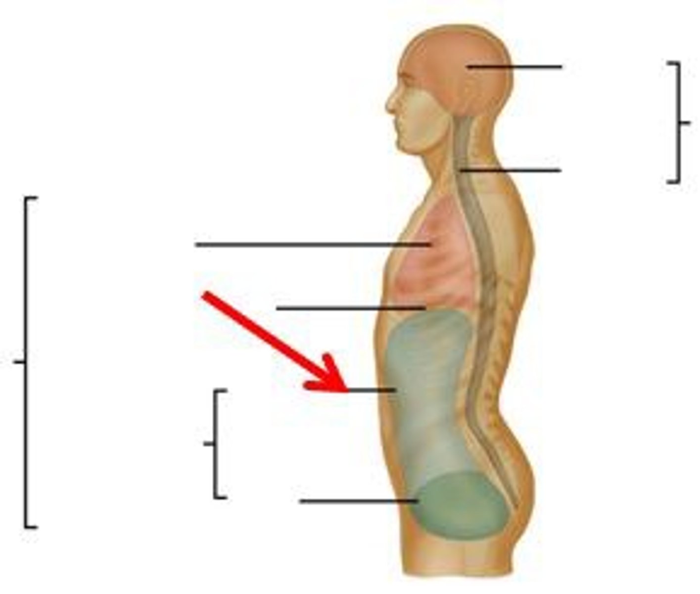 <p>abdominals; "6-pack" muscles that cover the stomach</p>