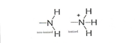 <p>ex. Amino Acids- EN 0.8</p>