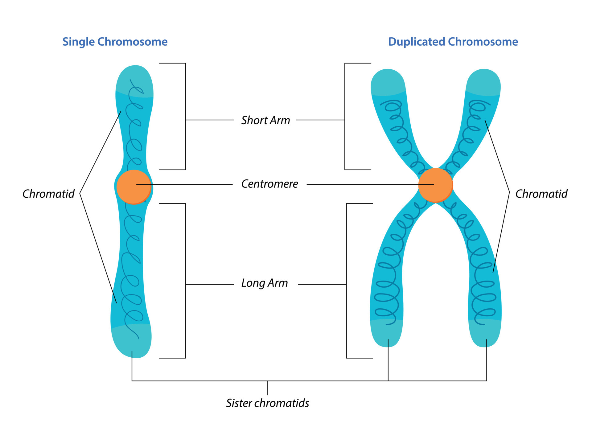 <p>a package of condensed DNA containing a part of the genetic code/material of an organism. made of chromatin wrapped around histone proteins</p>