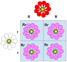 <p>In some heterozygotes, what is incomplete dominance?</p>