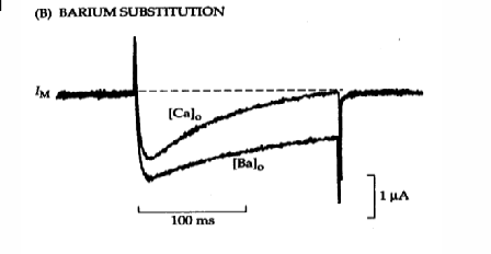 <p>Why does Ba2+ produce less activation than Ca2+?&nbsp;</p>