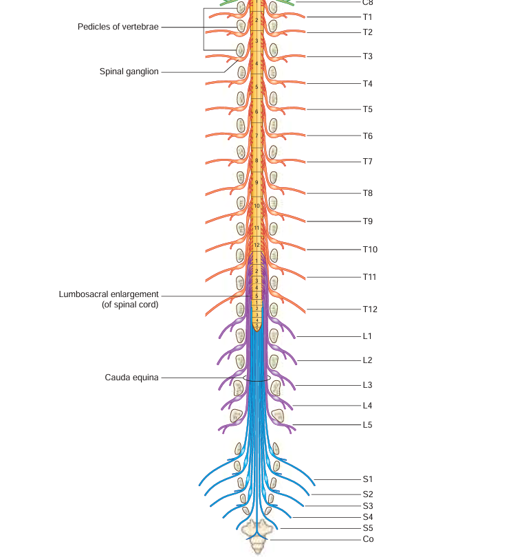 <p>collection of nerve roots the end before the sacral region</p>