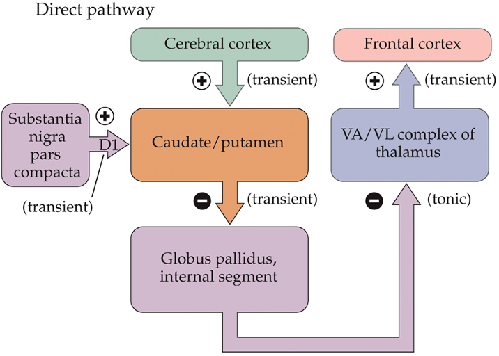 <ul><li><p>striatum to GP</p></li><li><p>facilitates voluntary movement initiation</p></li></ul><p></p>