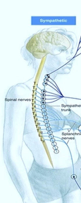 <ul><li><p><strong>Thoracic</strong> Region ( <strong>chest</strong> )</p><p>AND</p></li><li><p><strong>Lumbar</strong> Region (<strong> abdominal </strong> )</p></li></ul><p><strong>MIDDLE</strong> of the <strong>SPINAL CORD</strong></p><p></p>