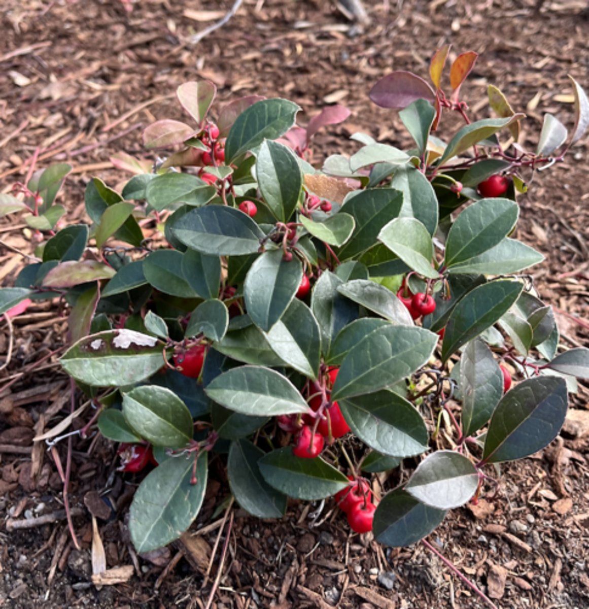 <p>red berries, crenate margin, similar to bearberry, some red/pink fall color, wintergreen smell, tiny guy</p>