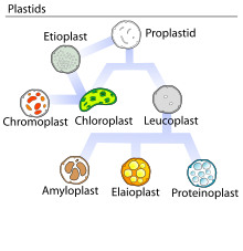 <p>Plastids are double membrane bound organelles that temporarily store starch in plants. Plastids include chloroplasts, chromoplasts, and leucoplasts.</p>