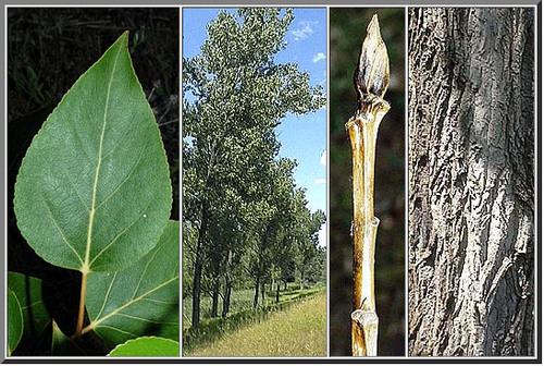 Blade: rounded or heart shaped (cordate) at the base, finely toothed margins
Reproductive: Terminal bud round, Slender, long-pointed, Very resinous, fragrant, 5 scales
Bark: Greenish-brown to light brown, smooth; becoming grayish-black and deeply furrowed with flat ridges