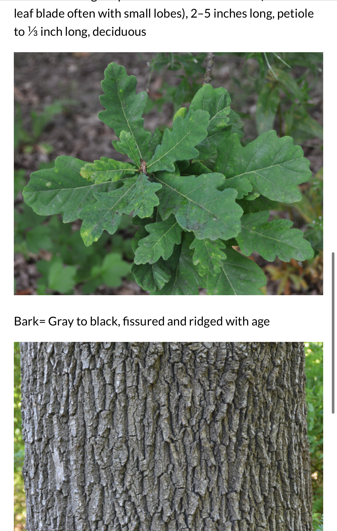 <p>Quercus robur</p>