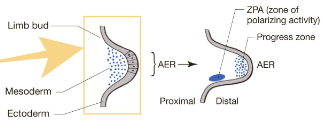 <p>A structure that forms from ectodermal cells at the distal end of the limb bud, acting as a signaling center during limb development</p>