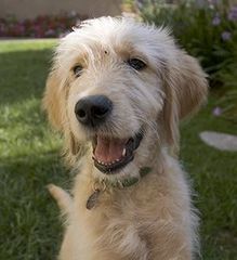 <p>Analyze the eyes of this dog</p>