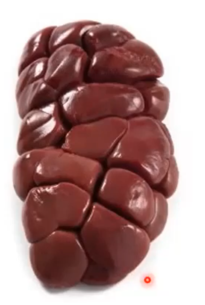 <p>What species has this kidney</p>