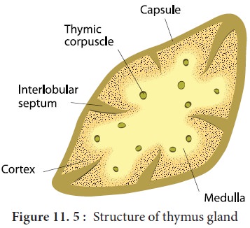 <p>Thymus Medulla</p>